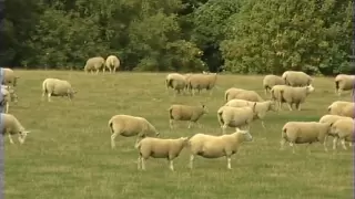 Animal Health, Sheep, Part 1