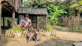 Build a bamboo house for the dog. Prepare homes for newborn puppies.