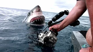 A Great White Explores with Her Mouth | Shark Week