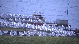 3,500 Ring-billed Gulls