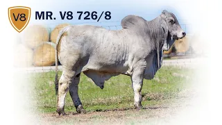 Mr. V8 726/8 Brahman Bull Selling in Jones Cattle Company Sale