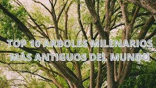 Top 10 arboles milenarios más antiguos del mundo