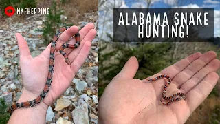 Early Winter Snake Hunting on an Alabama Mountaintop! Vibrant Scarlet Snakes and Salamanders!