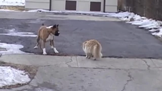 Crazy Cats attacking dogs ★ Video drole de chute d'animaux