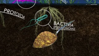 The Living Soil: How Unseen Microbes Affect the Food We Eat (360 Video)