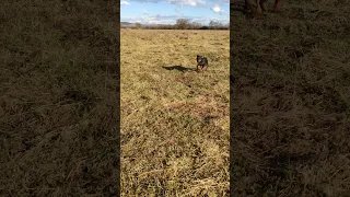 Jagd Terrier puppy at 4 months old