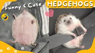 🦔😂 Funny and Cute Hedgehog Videos Compilation #4