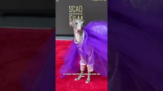 Tika the Iggy at SCAD Savannah Film Festival