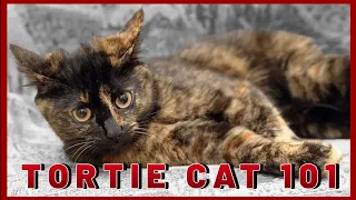 10 Surprising Facts About Tortoiseshell Cats 🌟 Tortie Cat Facts & Personalities