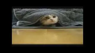 Funny Cat Videos Compilation | Noveber 2013 | PART 6