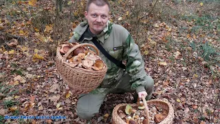 За грибами в Усманский бор | польские, опята и белые грибы