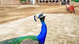 Most beautiful bird Peacock || peacock sound || mor ki awaz || mor#peacockdance