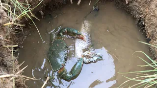 闲牛按照爷爷教的古老抓蟹方法，挖了几个陷阱，果然抓到了大蟹王