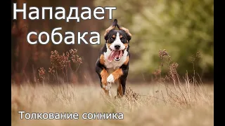 Нападает собака - толкование сонника