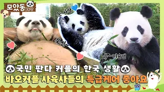 [#모았동물농장] 아이바오❤️러바오 커플!! 🐼한국에서 잘 먹고 잘 사는 법 모음🎍 #TV동물농장 #AnimalFarm #SBSstory