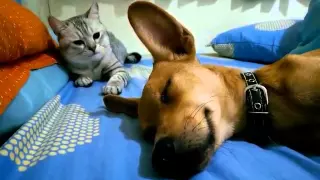 Cat Attacks Sleeping Dog - Wakes Him Up