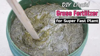 DIY Liquid Grass Fertilizer for Super Fast Plant Growth