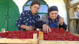 Picking 33 lb of Red Currant and Making Currant Jelly and Pie with Grandma