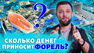 Полный РАСЧЕТ ЭКОНОМИКИ выращивания ФОРЕЛИ от ИКРИНКИ до МАГАЗИНА