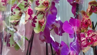 Новый завоз орхидей от 29.04.20г.