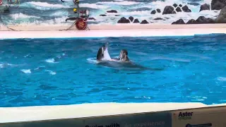 Dolphin Show in Dubai | Sea World Dolphin Show Live | Dolphin Show | Dubai Tour