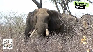 Huge Botswana Bull for First-Time Elephant Hunter