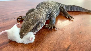 Lizard EATS 2 Mice(Live Feeding)