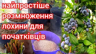 Найпростіший спосіб розмножити ЛОХИНУ з черенків для початківців! Без укорінювачів та туману...