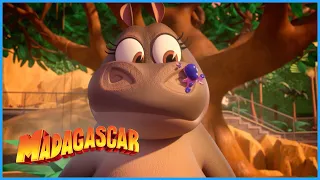 Learning patience | DreamWorks Madagascar
