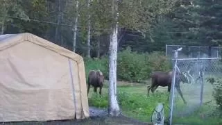 Moose Twins with Momma