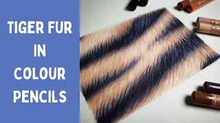 How To Draw Tiger Fur In Colour Pencils Timelapse