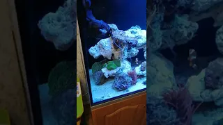 Морской аквариум, новый риф своими руками