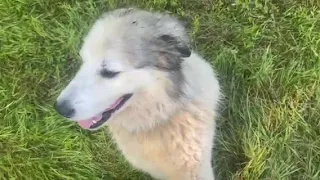 Livestock Guardian Dog Training with SpotOn GPS Fence