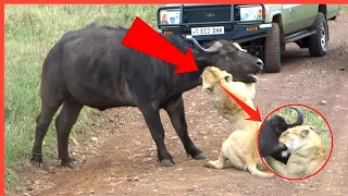 LIONS HUNT BUFFALO CALF LEFT BEHIND BY HERD | LION VS BUFFALO