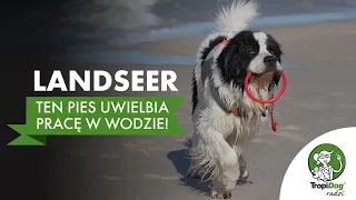 Landseer - pies, który uwielbia pracę w wodzie
