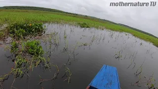 Giant Snakehead Fishing in Thailand Amazing Buzzbait Topwater Strikes