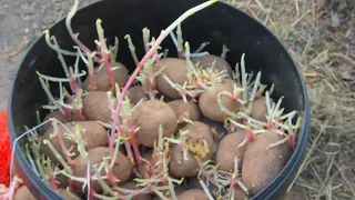 Сажу картофель в землю для будущего урожая показываю как я это делаю