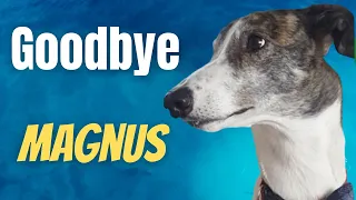 Goodbye Magnus the Greyhound