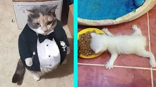 (Re-Upload) BEST CAT MEMES COMPILATION OF 2020 PART 12 (FUNNY CATS)