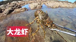 【合集纯享】退潮后阿平赶海抓到一只大龙虾，还抓了兰花蟹和八爪鱼#fishing #fish #seafood