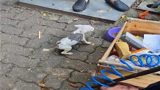 When he saw that this puppy was not growing normally, the owner abandoned him