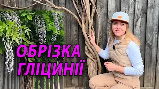 ГЛІЦИНІЯ (ВІСТЕРІЯ) | ОБРІЗКА