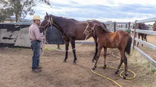 The Principles of Training: Handling Unweaned Thoroughbred Foals Part 2