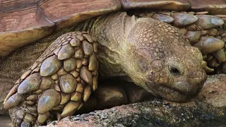 World's largest mainland Tortoise