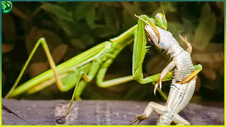 13 Shocking Moments of Mantis Destroying their Opponents