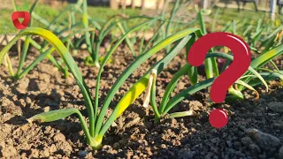 Why do onion leaves turn yellow and how to prevent it??