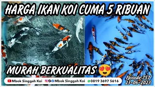 PAKET PALING MURAH, HARGA IKAN KOI CUMA 5 RIBUAN PER EKOR @MbokSinggahKoi