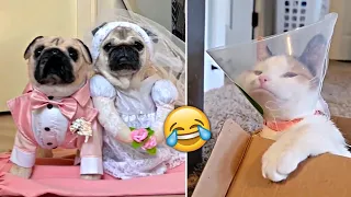 Funniest Animals 2023 🤣 - Funny Cats and Dogs 😹🐶  -Funny Animal Videos 😂#64