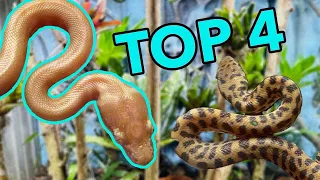 The Best Australian beginner Snakes!