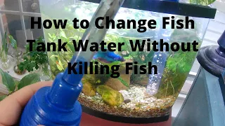 How to Change Fish Tank Water Without Killing Fish